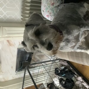 Miniature Schnauzer | PostAds PH