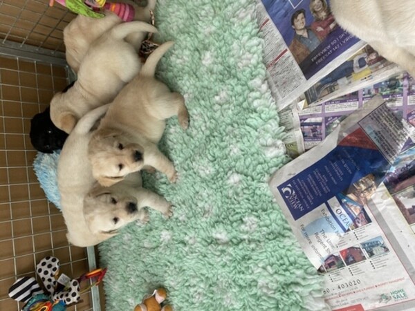 Retriever (Labrador) for sale