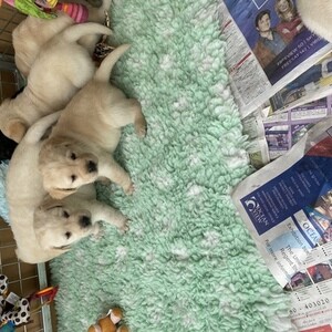 Retriever (Labrador) for sale | PostAds PH