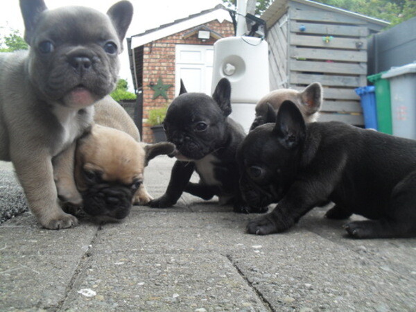 we have a litter of 5 french bulldog pups