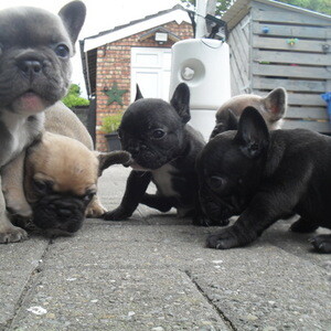 we have a litter of 5 french bulldog pups | PostAds PH