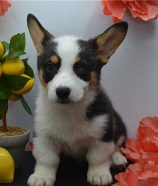 Gorgeous Pembroke Welsh Corgis puppies for sale.