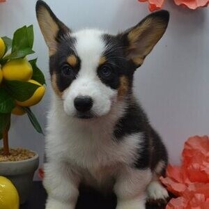 Gorgeous Pembroke Welsh Corgis puppies for sale. | PostAds PH
