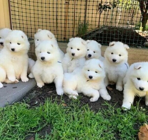 Healthy Samoyed puppies ready now
