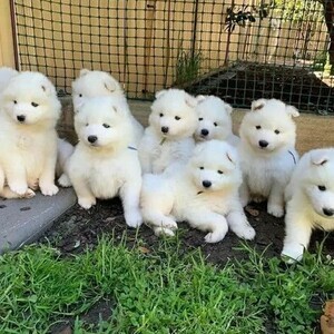 Healthy Samoyed puppies ready now | PostAds PH