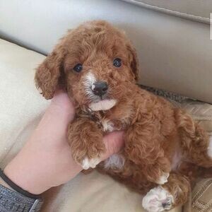stunning litter of 5 Cavapoos. | PostAds PH