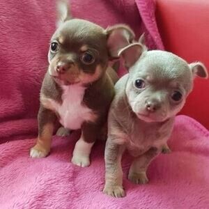 Friendly Chihuahua Puppies(viber :+639463422605) | PostAds PH