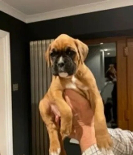 Bob-tailed Boxer Puppies Available For Pet Loving Home Adoption.