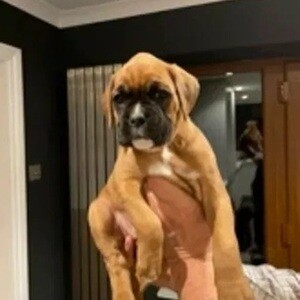 Bob-tailed Boxer Puppies Available For Pet Loving Home Adoption. | PostAds PH