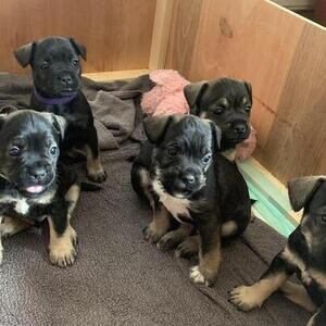 Only 3 French schnauzer puppies | PostAds PH