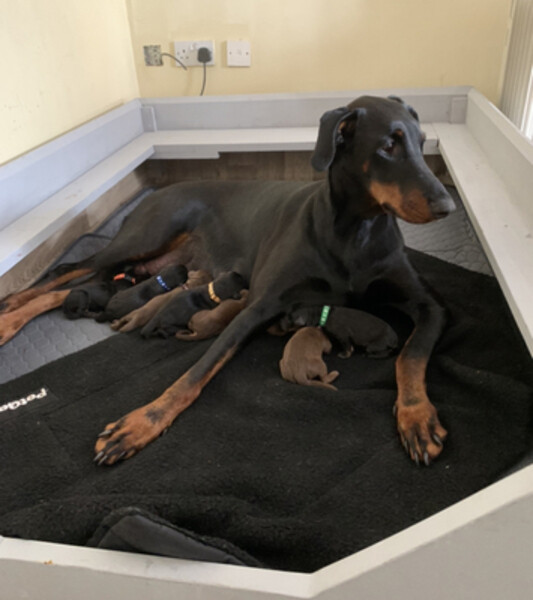 Dobermann(viber :+639463422605)
