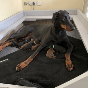 Dobermann(viber :+639463422605) | PostAds PH