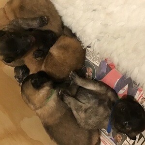 Belgian Shepherd Puppy(viber :+639463422605) | PostAds PH