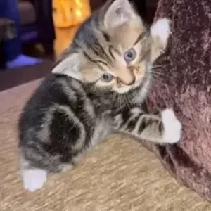 American Shorthair kittens.(viber :+639463422605) | PostAds PH
