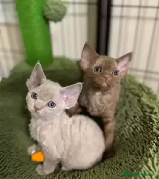 These Devon Rex kittens(viber :+639463422605)