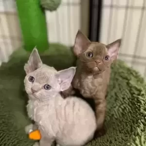 These Devon Rex kittens(viber :+639463422605) | PostAds PH