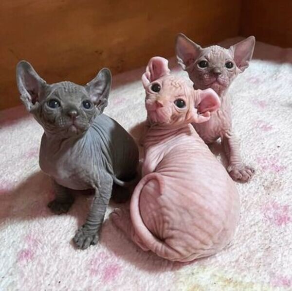 Beautiful Sphynx Kittens are ready for their new home.