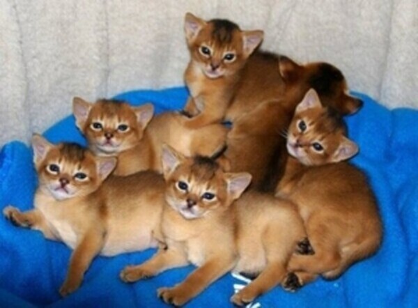 our Abyssinian kittens