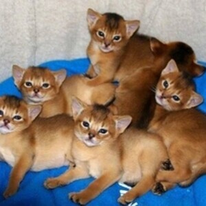 our Abyssinian kittens | PostAds PH