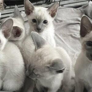 Siamese kittens.(viber :+639463422605) | PostAds PH