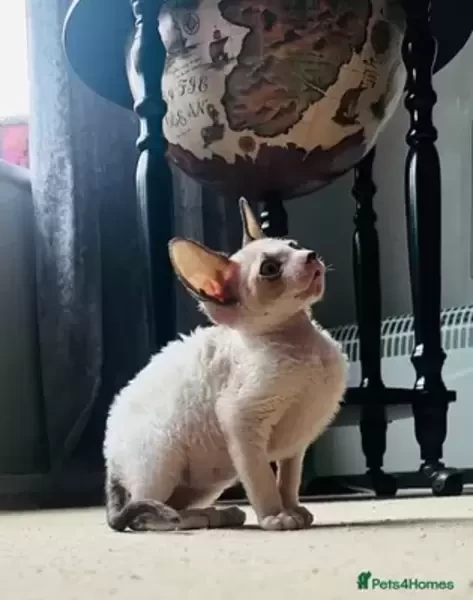 Cornish Rex kitten available