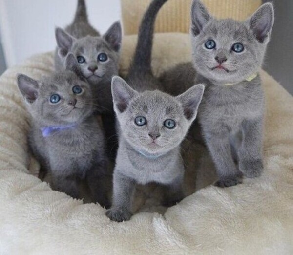 Russian Blue Kitten(viber :+639463422605)