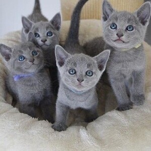 Russian Blue Kitten(viber :+639463422605) | PostAds PH