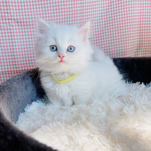 Gorgeous 10 weeks old female & male Munchkin kittens , | PostAds PH