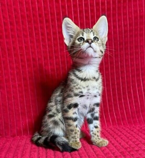 Our Savannah kittens leave home at 11 weeks old, 