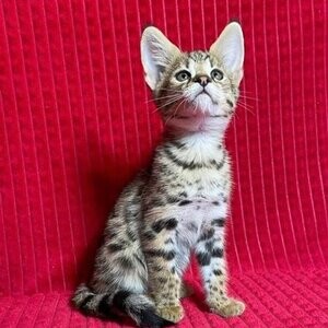 Our Savannah kittens leave home at 11 weeks old, | PostAds PH