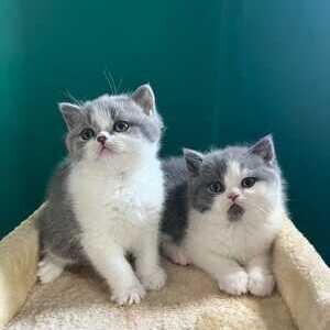 I have 2 very fluffy British longhair Kittens(viber :+639463422605) | PostAds PH