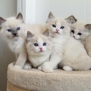 Ragdoll Kittens available‼️‼️‼️(viber :+639463422605) | PostAds PH