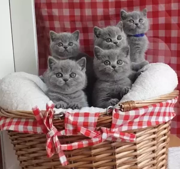 British shorthair kittens , Looking for a caring & loving home .