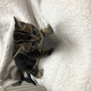 Kittens. Mixed. Bengali Stripe, Black and grey | PostAds PH