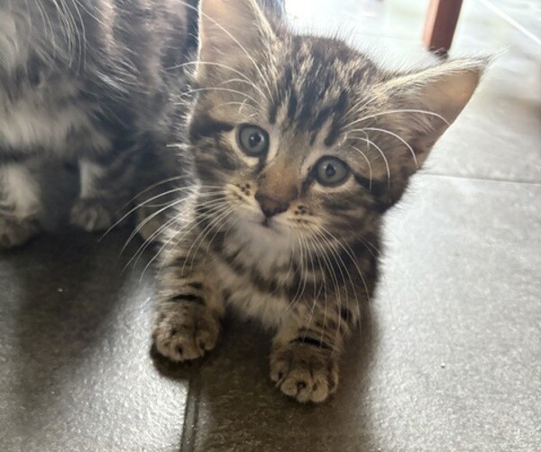 2 male kittens left, mum is maine coone/Siberian
