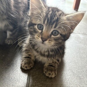 2 male kittens left, mum is maine coone/Siberian | PostAds PH