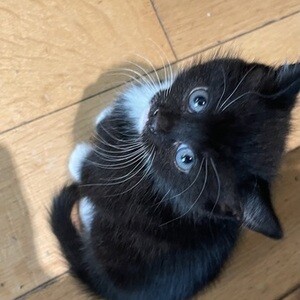 Beautiful kittens for sale (viber :+639463422605) | PostAds PH
