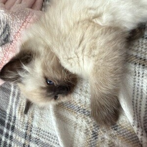 Gccf ragdoll kittens | PostAds PH