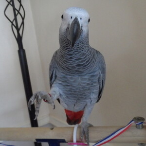 My female Congo African grey ,, | PostAds PH