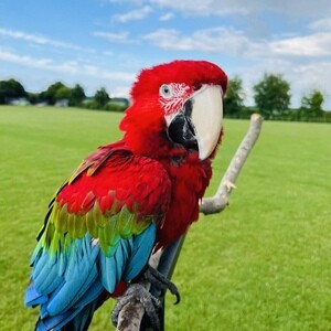 Macaw male tamed and friendlyy(viber :+639463422605) | PostAds PH