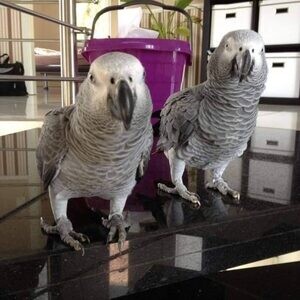 African grey birds needs new homess | PostAds PH