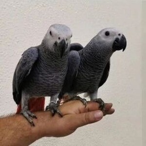 Trained African Grey Parrots Readyy | PostAds PH