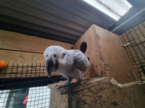 Trained African Grey Parrots Readyyyy