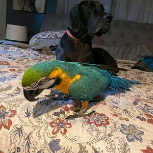 African Grey and macaw parrotss | PostAds PH