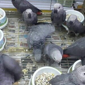 African grey parrots (viber :+639463422605) | PostAds PH