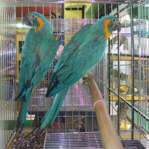 Cuddly Tame Baby Blue Throated Macaw Parrots super TAME with papers | PostAds PH