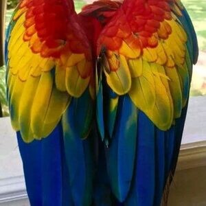 African grey and macaw parrotsss | PostAds PH