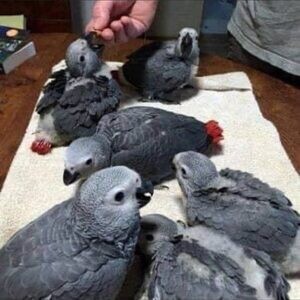 Macaw and African grey parrotsss | PostAds PH