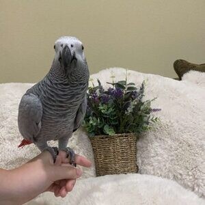 Baby African Grey Parrot Handreared Tame | PostAds PH
