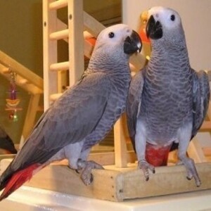A pair of African Grey parrots available for lovely and caring home | PostAds PH